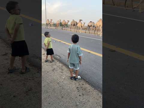 جمل جمل وصل أخيراً 🐪🐪🐪😱🔥 #shorts
