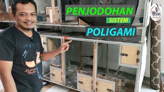 Download lagu Proses Penjodohan Sistem Poligami di Kandang Minimalis mp3