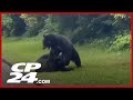 Residents Baffled By Amazing Bear Brawl In Vancouver