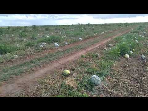 Mostrando riqueza do nordeste brasileiro Sátiro Dias Bahia