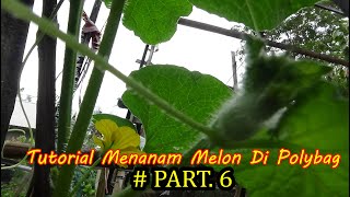 Tutorial Tani Menanam MELON dI Polybag  (Pemangkasan ) #PART 6