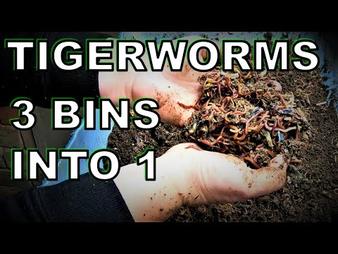 Harvesting European Night Crawlers - New Wedge Barrel Tips