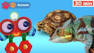 Toddlers Learn Animals with Robi | Educational Early Learning Videos for Baby Brain Development