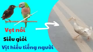 500🦜 ducks understand human language, parrots stand in the rain worrying about fish