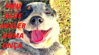 O  BLUE HEELER QUE DOMA ONÇAS