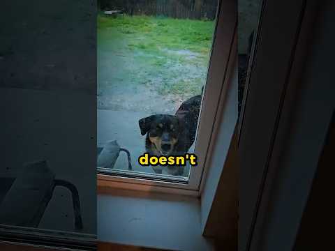 This Dog Is Literally Broken