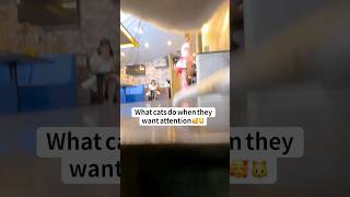 可愛い猫が侵入してきた感?? #cat #猫系彼氏 #推しは推せる時に推せ #推し推せ #コンカフェ #ミナミコンカフェ #メイド #アイドル #shorts