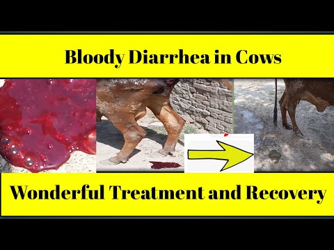 , title : 'Bloody Diarrhea in Cows | Treatment Of Bloody Diarrhea in Cows | Dr Muhammad Asif Khan'