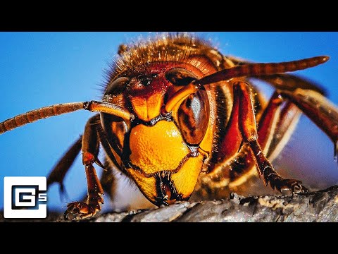 Murder Hornet (song)