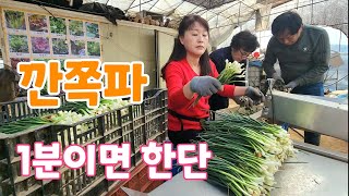 깐쪽파 1분이면 한단! 초보자도 쉽게