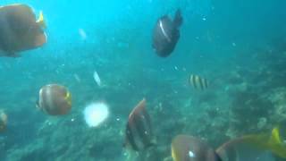 preview picture of video 'Fish Feeding at La Luz Beach Resort Batangas.MP4'