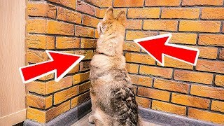 МЕНЯ ПОСТАВИЛИ В УГОЛ! Хаски Бублик. Говорящая собака
