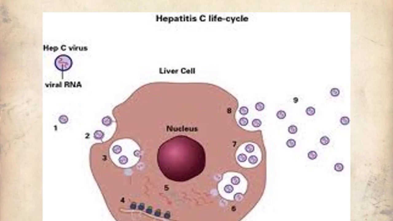 Hepatitis C PPT (Slide Presentation)