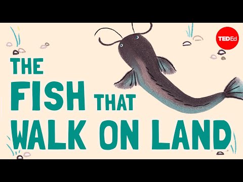The fish that walk on land - Noah R. Bressman