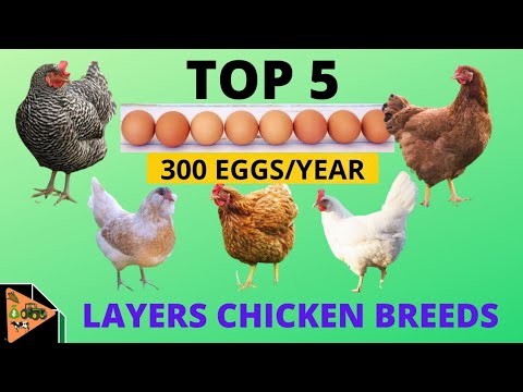 , title : '5 BEST LAYERS CHICKEN BREEDS THAT LAY UPTO 300 EGGS PER YEAR.'