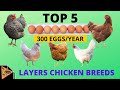 5 BEST LAYERS CHICKEN BREEDS THAT LAY UPTO 300 EGGS PER YEAR.