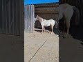 Pouliche PP RBP (croisée Appaloosa Fondation)