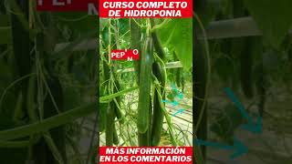 curso de hidroponia casera #shorts