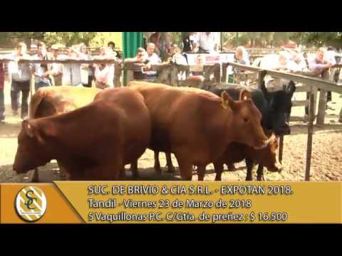 23-03-18 Venta de Vientres - Suc. de Brivio & Cia S.R.L. EXPOTAN 2018 - Tandil