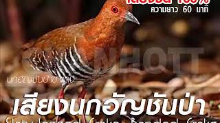 Download lagu សំឡេងម៉ាន់ទឹក เสียงนกอัญชันป่าขาแดง Rallina eurizonoides sound mp3 Download lagu សំឡេងម៉ាន់ទឹក เสียงนกอัญชันป่าขาแดง Rallina eurizonoides sound mp3
