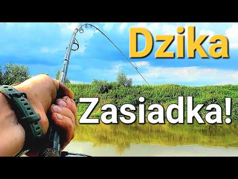 W Poszukiwaniu Wiślanych Kabanów! Zasiadka na Rzece! Method Feeder i Klasyczny Feeder Wędkarstwo PZW