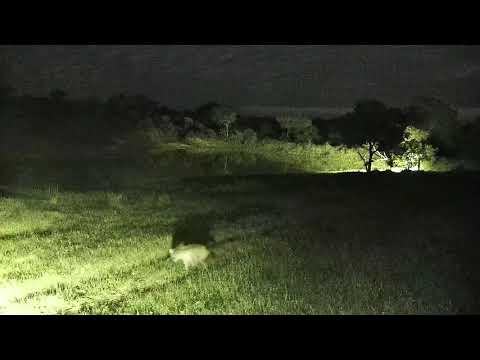 Djuma: Two Hyenas walk past the parked cam - 03:51 - 12/20/21