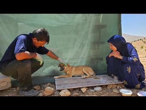 started with his favorite food: Now our puppy is seriously ill due to poisoning.