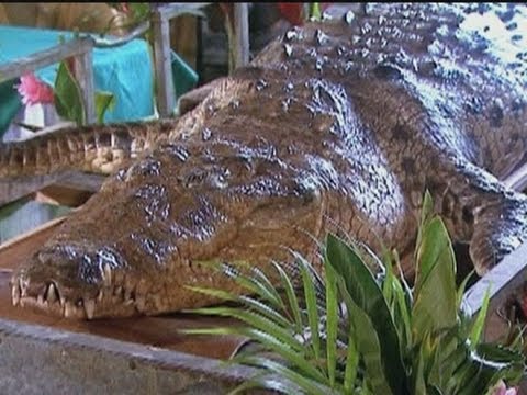 CROCODILE DEATH: Costa Rica's most famous reptile dies