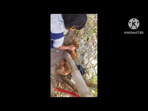 kritika is playing with poppy # cute poppy # dog 🐕 lovers# subscribe please #