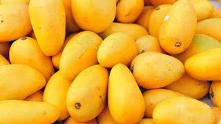 How To Pick Out PERFECT Ataulfo mangoes (AKA Champagne mangoes!) 🥭 😛🥭