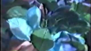 Psyche - Six Feet Under