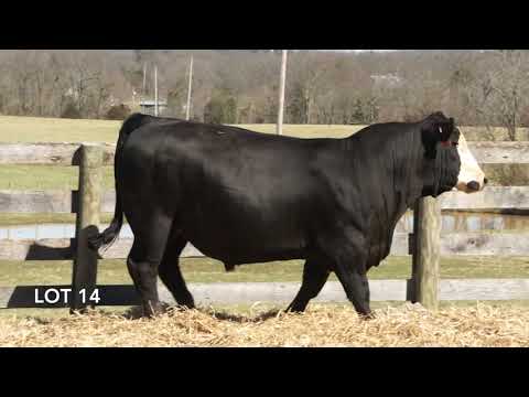 Lot 14 Bulls of the Bluegrass