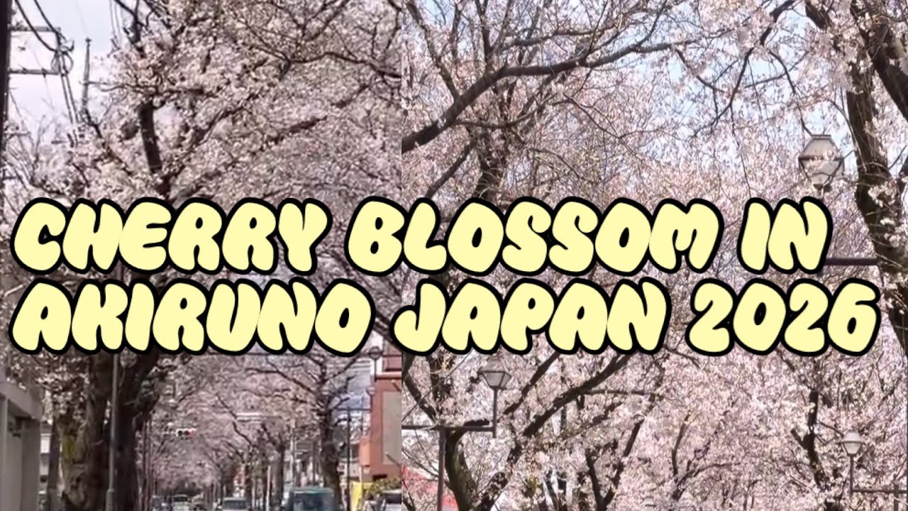 THE MOST AWAITED CHERRY BLOSSOM IN AKIRUNO 2026 