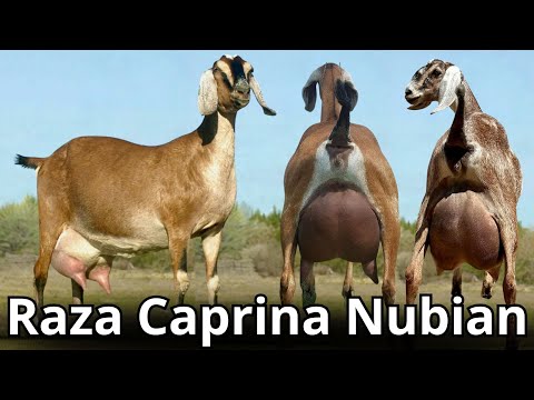 , title : 'Raza caprina Anglo Nubian: La mejor raza de cabra doble propósito del mundo.'