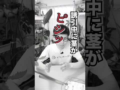 ステークス-トマト-トレリス-V-竹-四角-野菜園