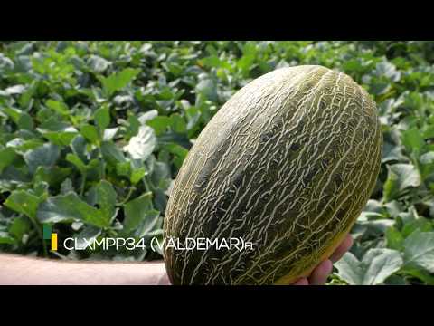 Video: VALDEMAR F1