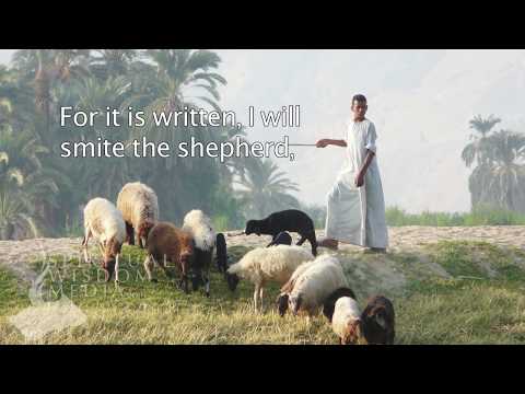 Matthew 26:31 (Cont.) - For it is written, I will smite the shepherd, and the sheep - Bible Verses