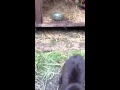 Bubbles The Black Ninja Rabbit