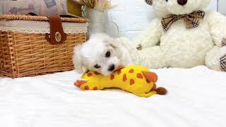 ハーフ犬の動画02