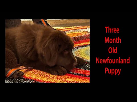 Newfoundland Puppy //  Three month // Newfie Puppy