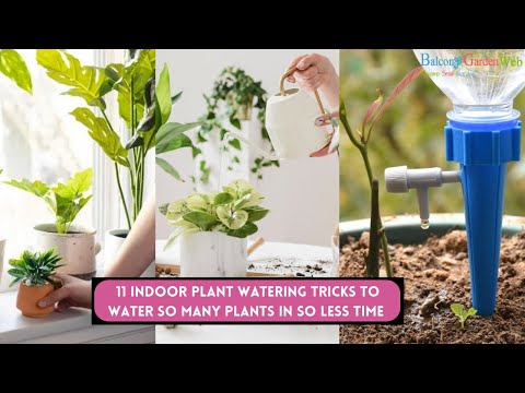 11 Indoor Plant Watering Tricks to Water So Many Plants in So Less Time