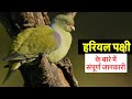 Complete information about Hariyal Bird || Complete information about Green pigeon in Hindi