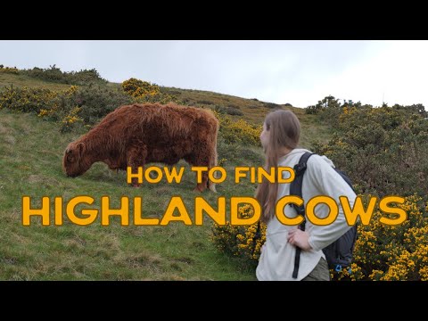 Finding Highland Cows in Scotland | Edinburgh Day Trip to Meet Majestic Hairy Cows