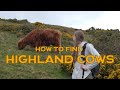 Finding Highland Cows In Scotland Edinburgh Day Trip To Meet Majestic Hairy Cows