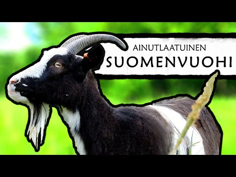 , title : 'Ainutlaatuinen Suomenvuohi - The Unique Finngoat'