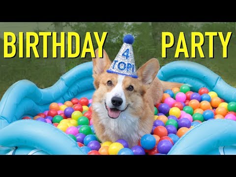 MY 4th BIRTHDAY! - Topi the Corgi