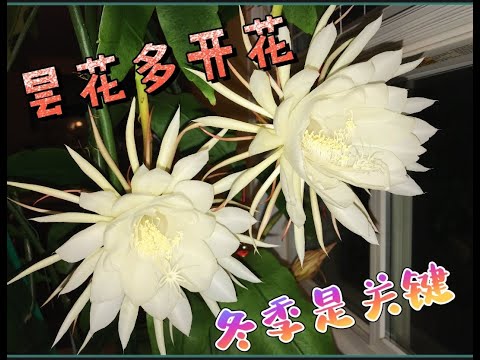 曇花會結果嗎
