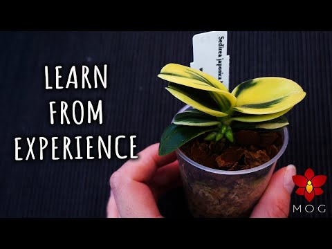 Orchid Tips from experience! - Updates and what I've learned
