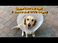 Gracie Lou Post Surgery 14 Days