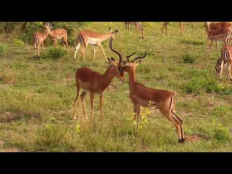 Djuma: Impala herd - 07:45 - 03/18/21